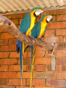Couple wildlife wings