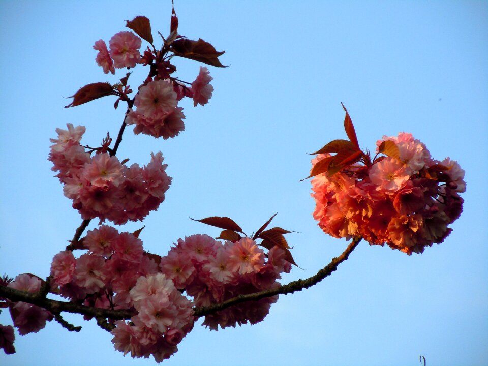 Cherry blossom japanese cherry trees pink