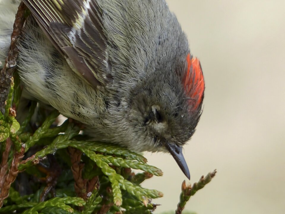 Bird feathered nature