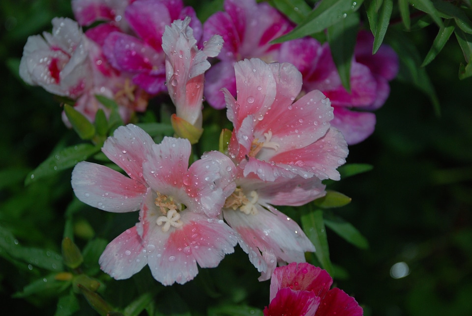 Drops plant nature