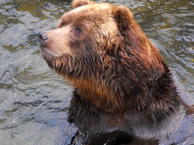 Zoo bears riga