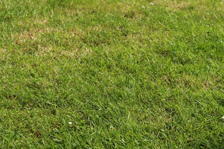 Spring background green