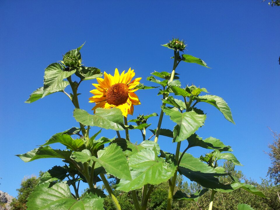 Bloom girasol flower