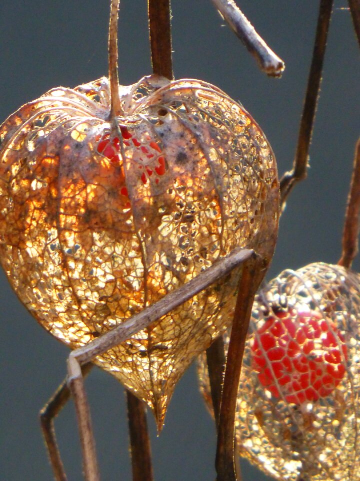 Autumn sun orange garden