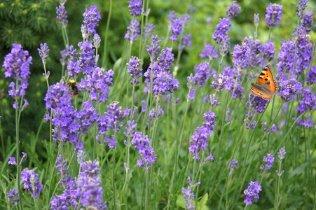 Lavender in the garden lavandula lavender and butterfly photo