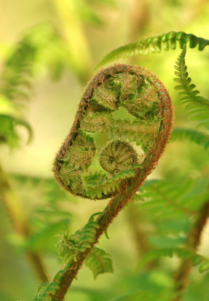 Plant flora garden
