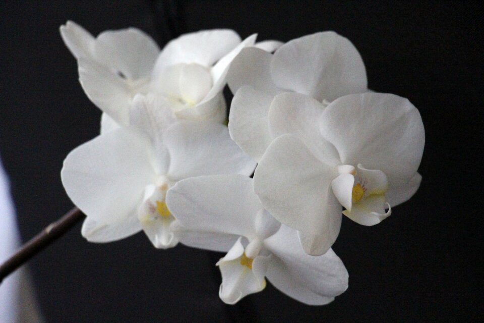 Bloom flower plant