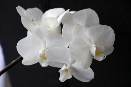 Bloom flower plant