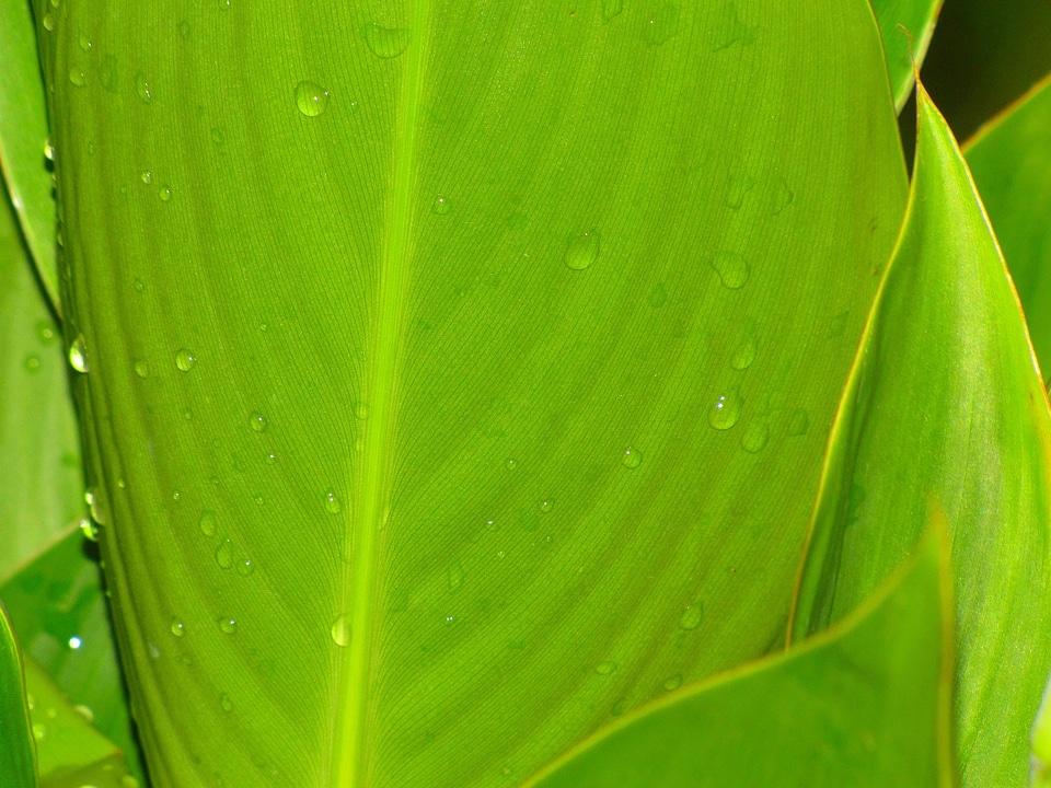 Natural botanical organic