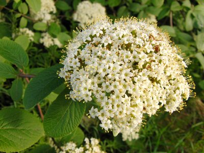 Blossom bloom nature