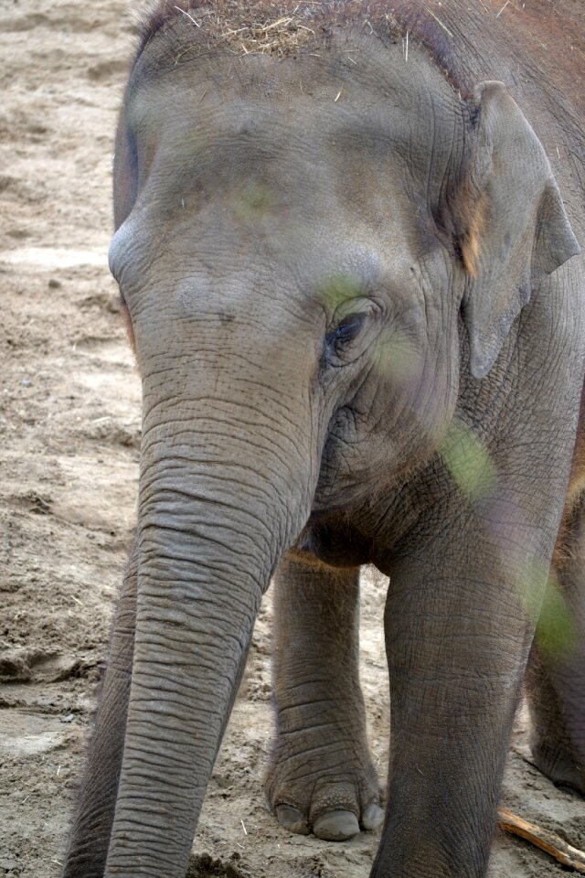 Elephants face trunk
