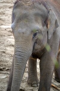 Elephants face trunk photo