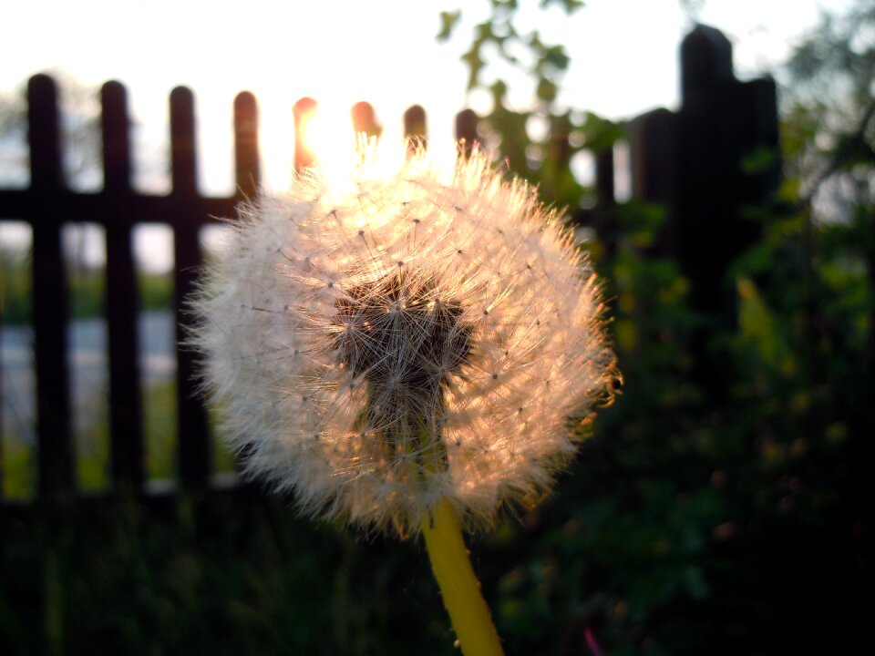 Dandelion backlighting Free photos