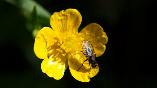 Flower bug insect photo