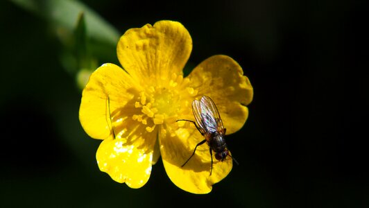 Flower bug insect