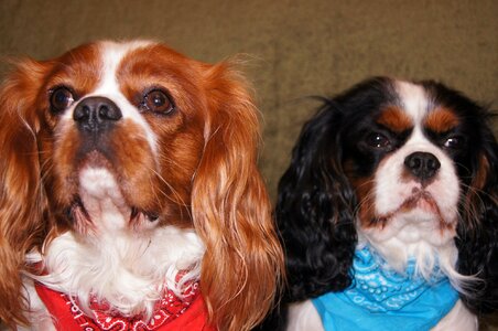 Dogs cavalier royal dogs companion dogs