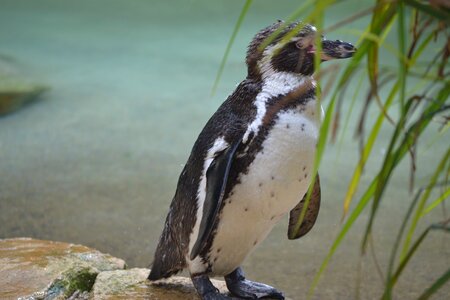 Small cute tux photo