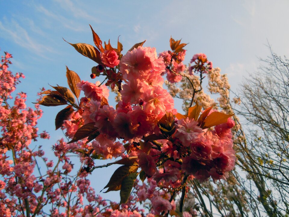 Blossom bloom cherry blossom