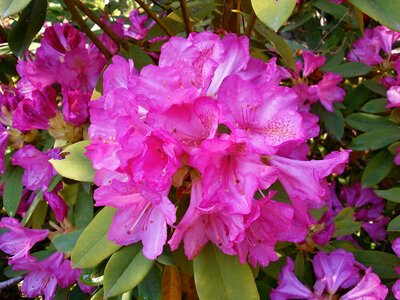 Ericaceae spring flowers pink flower