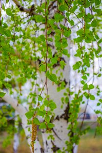 Leaf leaves birch