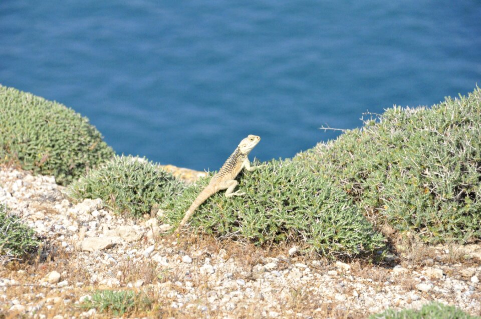 Reptile nature cyprus