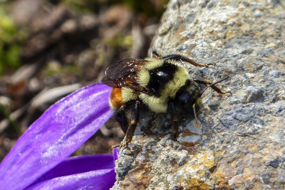 Scrambling insect nectar collector