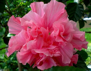 Flower plant marshmallow