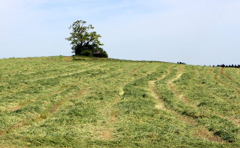 Grass wide nature