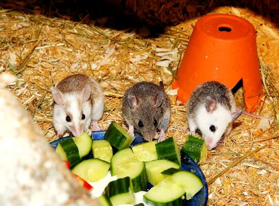 Rodents society cute