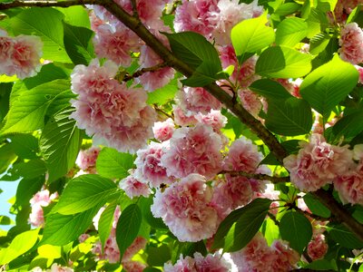 Spring pink branch photo