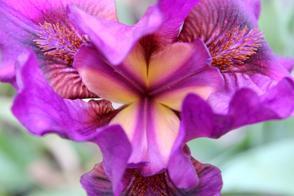 Blossom bloom macro