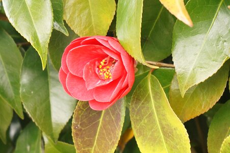 Wood red camellia