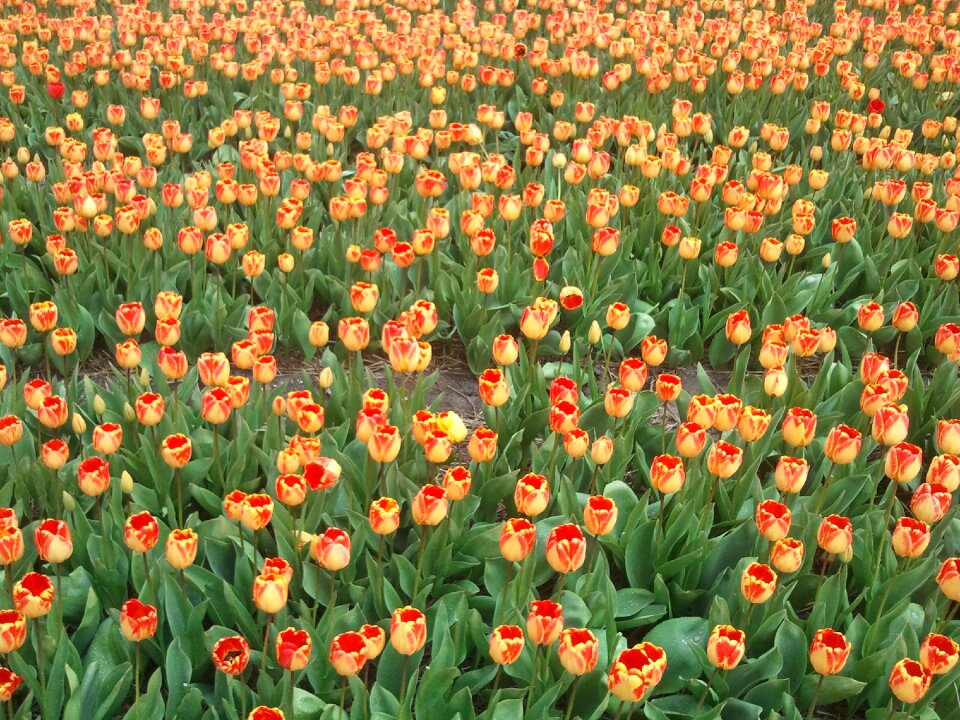 Netherlands holland spring