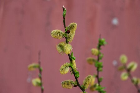 Rust faded branch