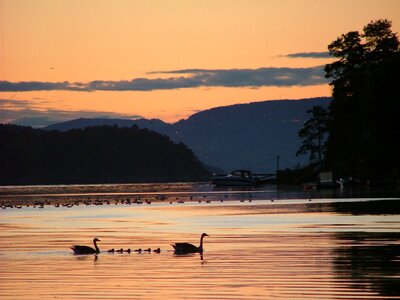 Swan bird night