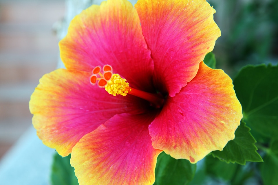 Floral flower hibiscus