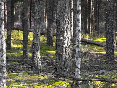 Sunbeam forest pine