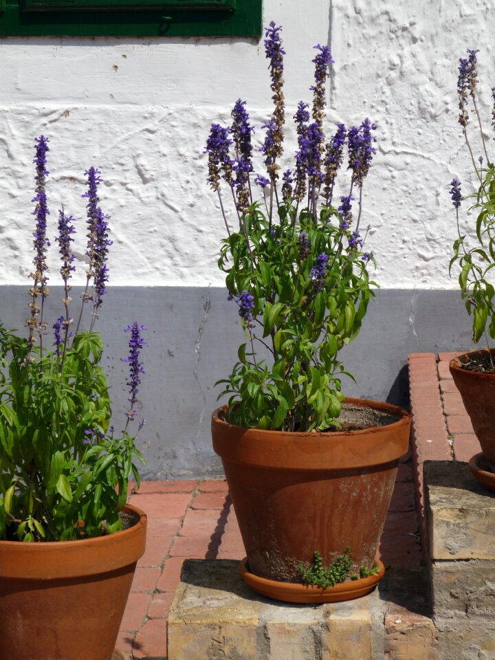 Wall lavender flowers purple