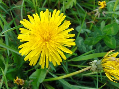 Flower natural plant pointed flower photo