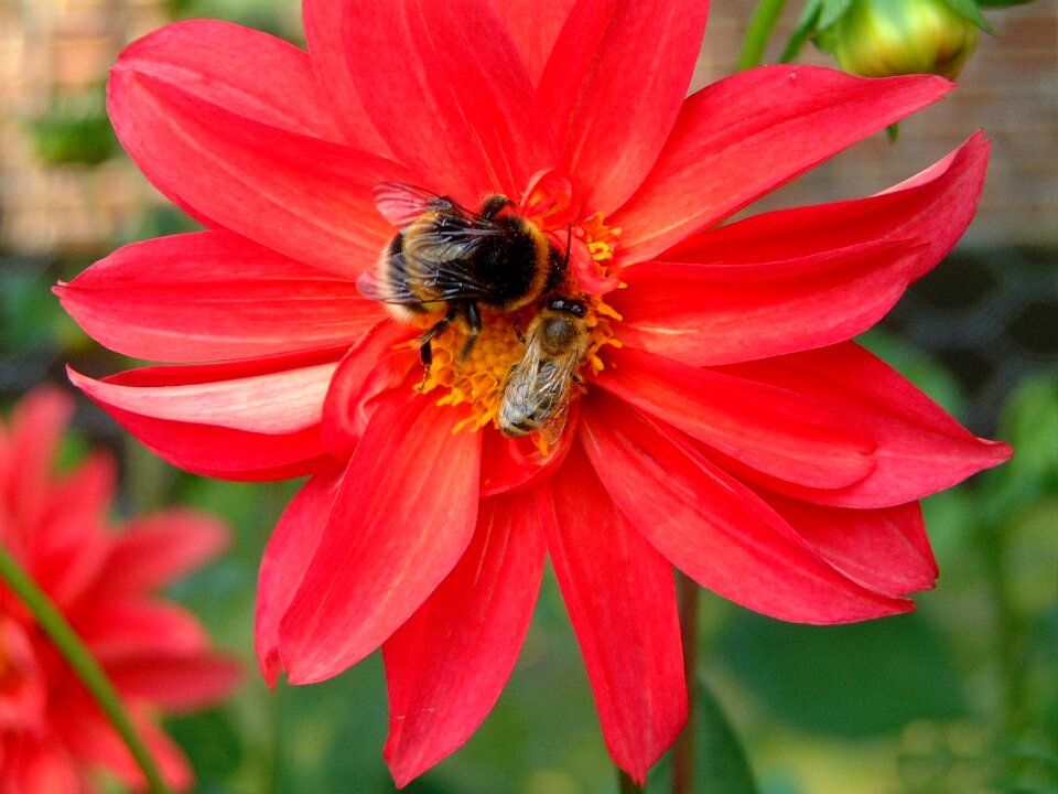 Red close up hummel