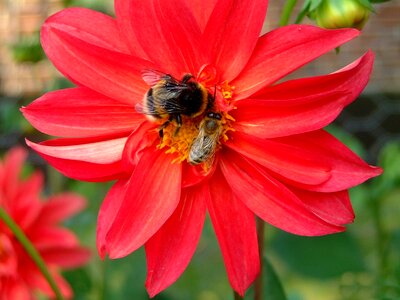 Red close up hummel