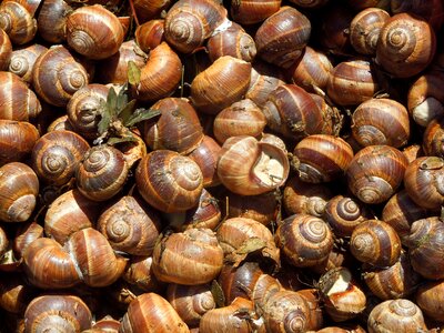 Snails snail delicacy