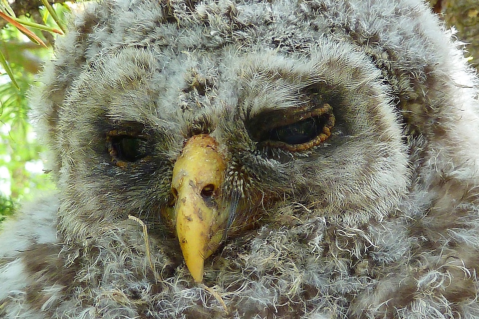 Bird macro wildlife
