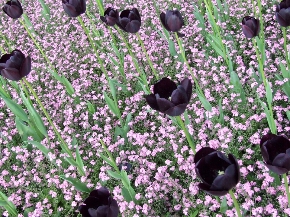 Tulips field of flowers spring flower