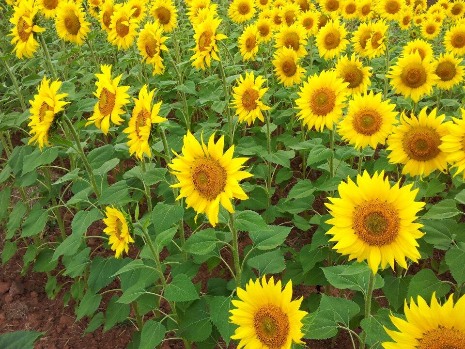 Girasoles field flower