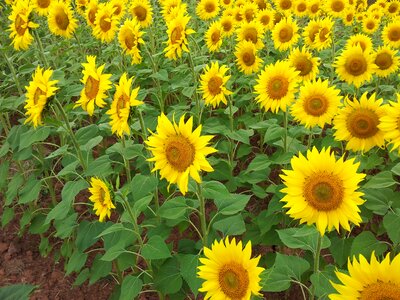 Girasoles field flower