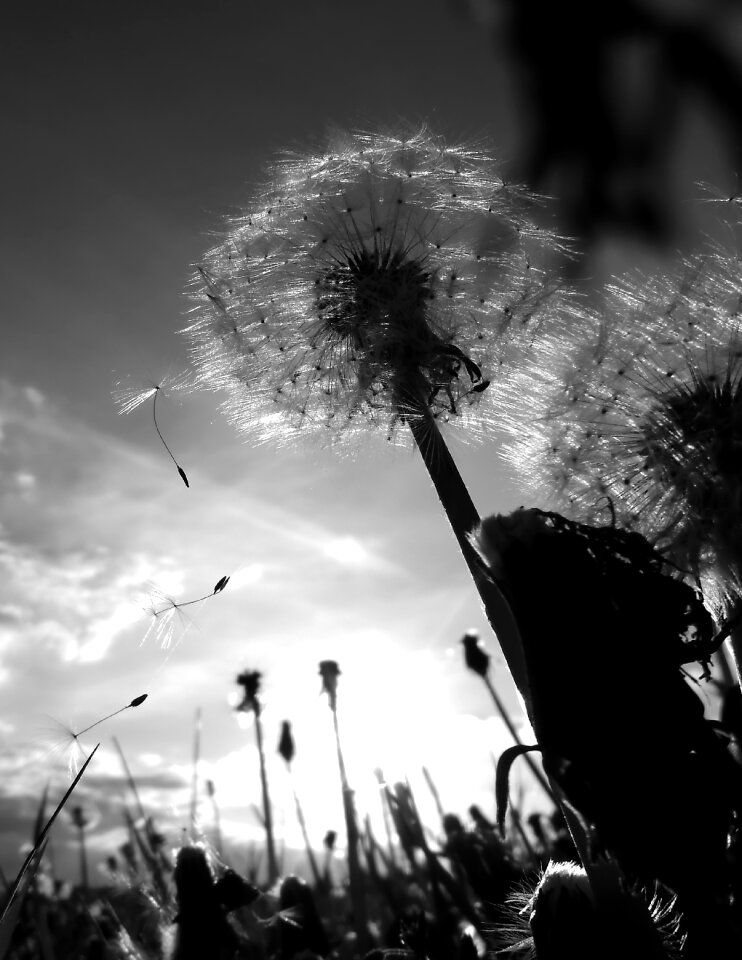 Dandelions flower plant