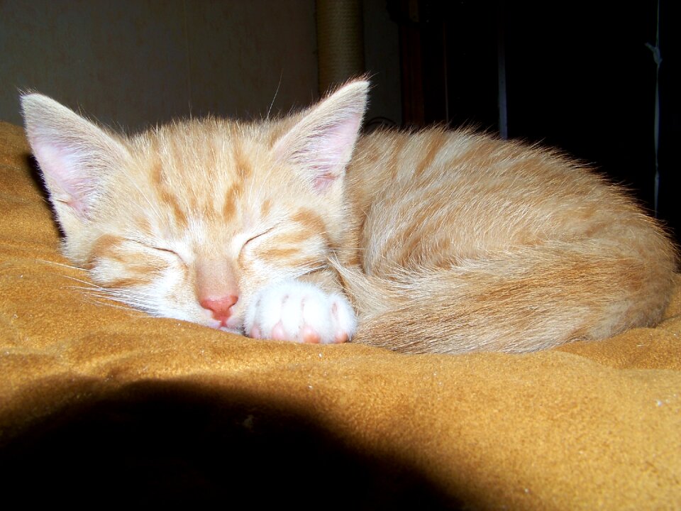 Kitten young animal purr