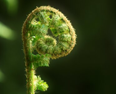 Plant flora garden