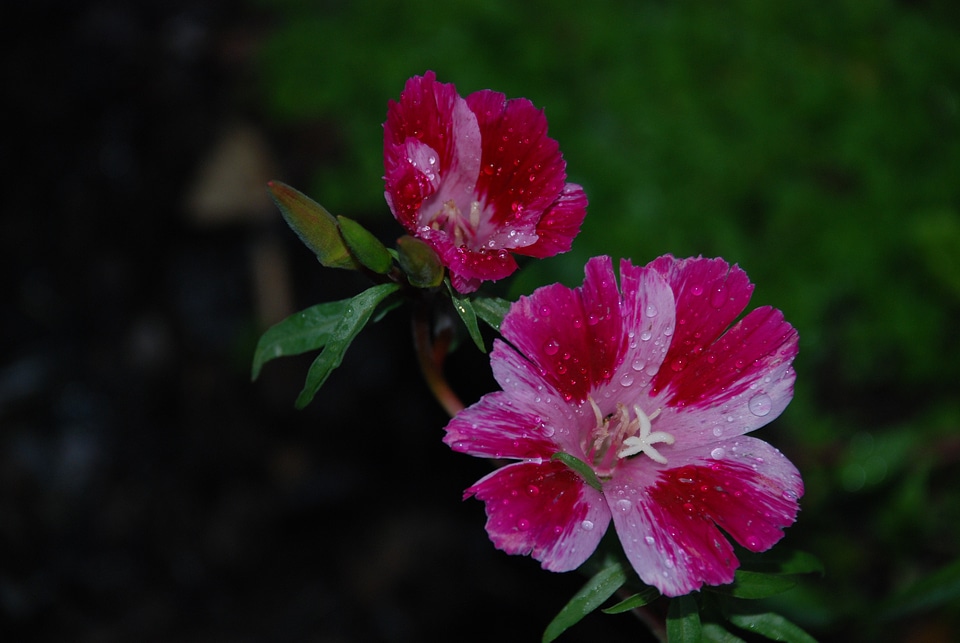 Drops plant nature
